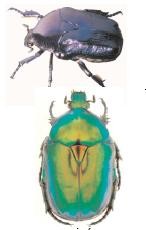 medium_060426-association-paiolive-biodiversite-insectes.jpg